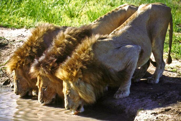 Imagen general del Nkorho Bush Lodge. Foto 71