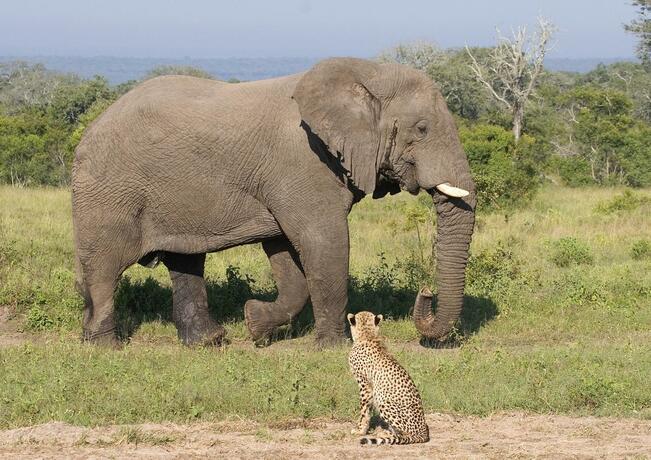 Imagen general del Nkorho Bush Lodge. Foto 73