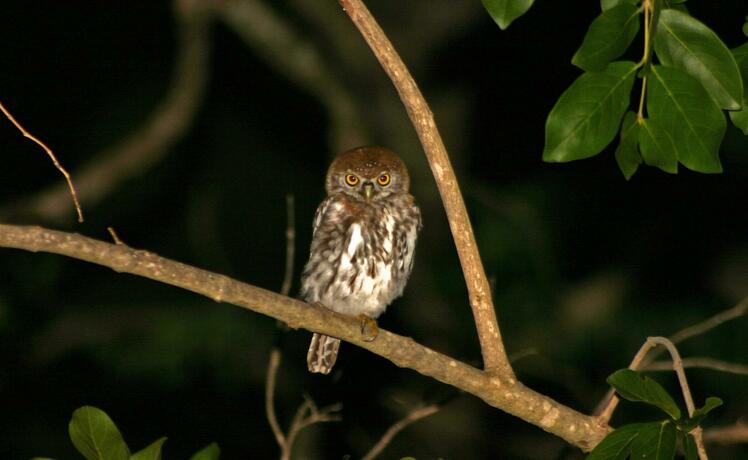 Imagen general del Nkorho Bush Lodge. Foto 79