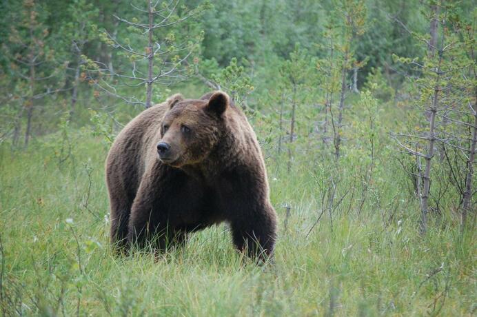 Imagen general del Norwide - Hossan Lomakeskus. Foto 24