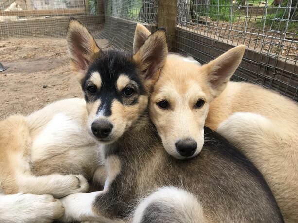 Imagen general del Norwide - Hossan Lomakeskus. Foto 28