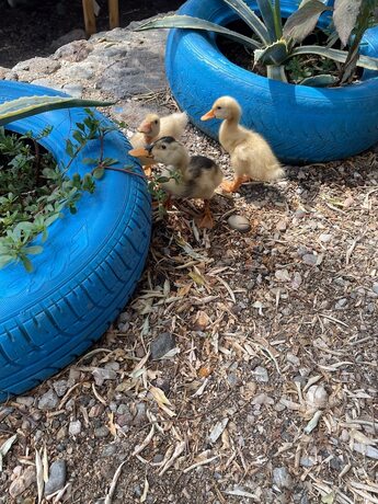 Imagen general del Oktem Motel. Foto 12