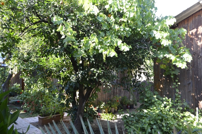 Imagen de la habitación del Olympos Mercan Bungalow. Foto 2