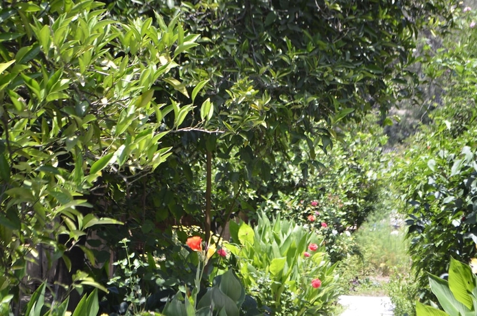Imagen de la habitación del Olympos Mercan Bungalow. Foto 11