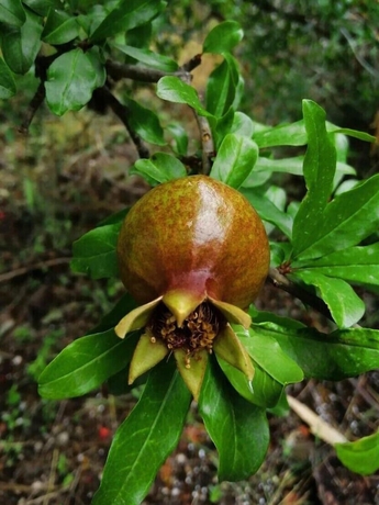 Imagen de los interiores del Olympos Park. Foto 7
