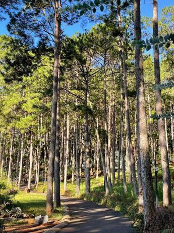 Imagen general del Omirita Resort Dalat. Foto 6