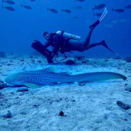 Imagen general del Oren Hotel Maldives. Foto 12