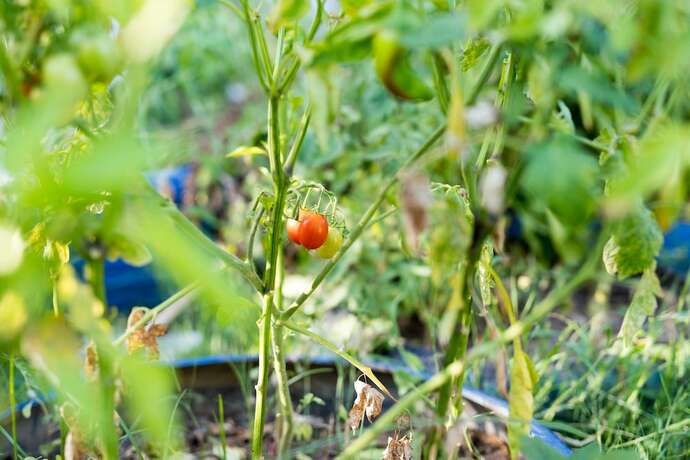 Imagen general del Palamutbükü Deniz Apart Otel. Foto 2