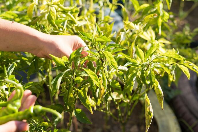 Imagen general del Palamutbükü Deniz Apart Otel. Foto 10