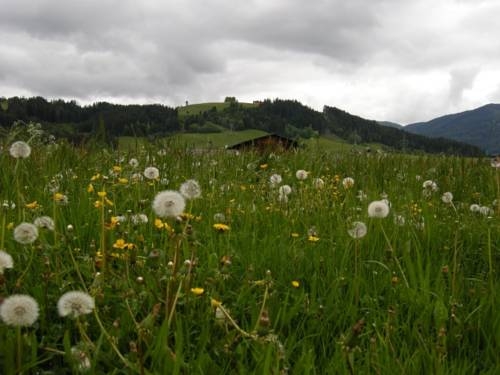 Imagen general del Palfengut. Foto 2