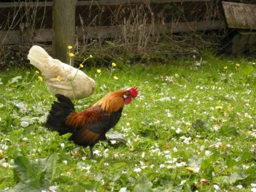 Imagen general del Palfengut. Foto 3