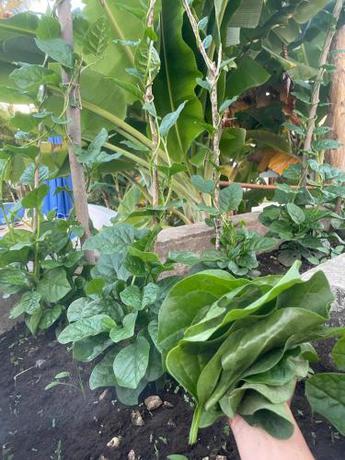 Imagen general del Palms Lounge Cabarete. Foto 10