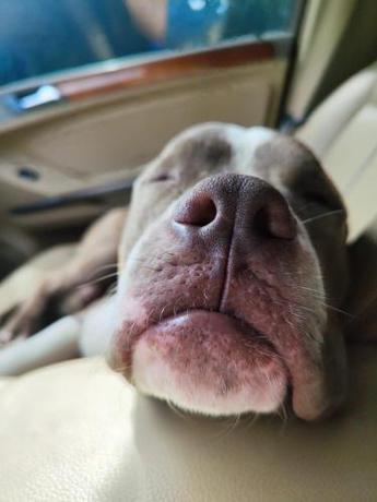 Imagen general del Palms Lounge Cabarete. Foto 14