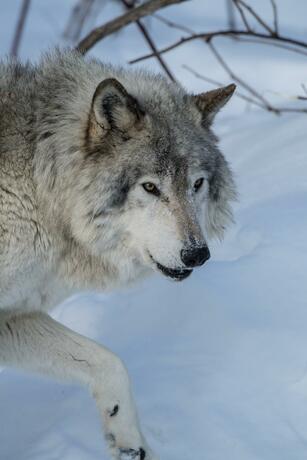 Imagen general del Parc Omega. Foto 1