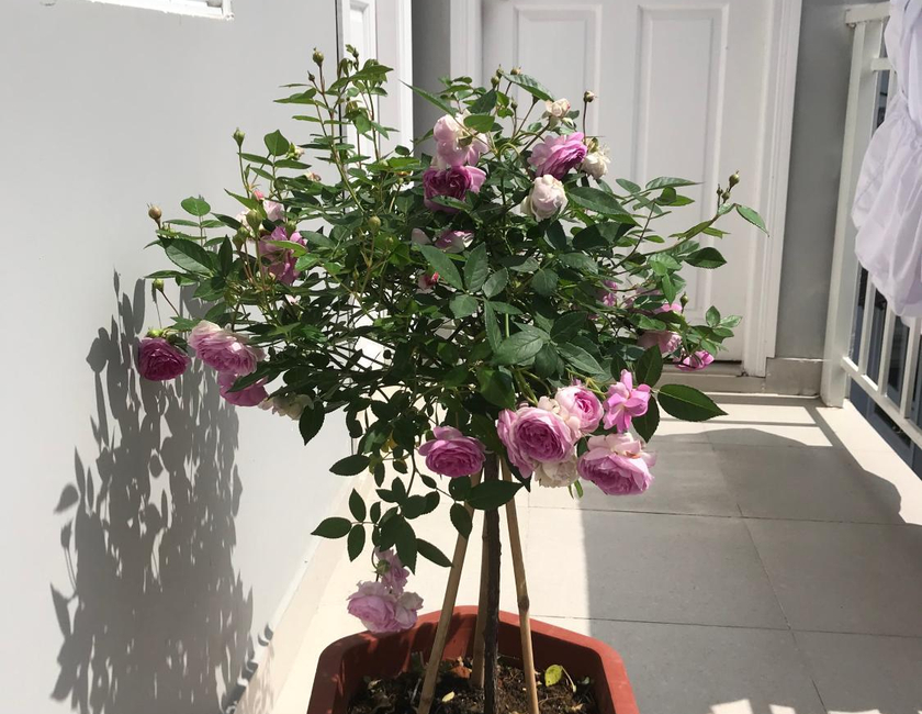 Imagen general del Phuong Hong Guesthouse. Foto 23