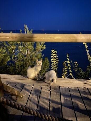 Imagen general del Pia Mare Hotel. Foto 14