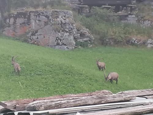 Imagen general del Pop-Up Camping Gr&auml;chbiel. Foto 4