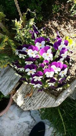 Imagen de los interiores del Posada Real de Las Vegas. Foto 8