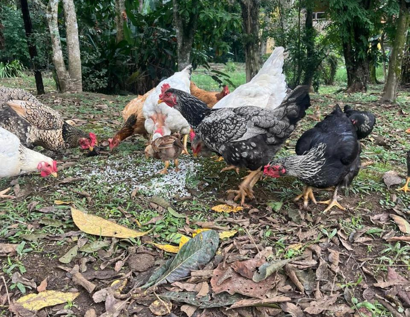 Imagen general del Pousada Sabor Da Serra. Foto 8