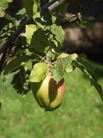Imagen general del Quillahue Apart Hotel. Foto 14
