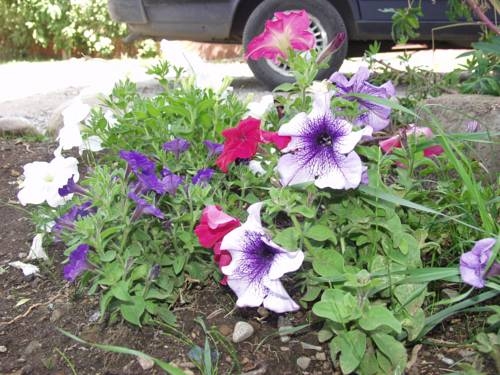 Imagen general del Quillahue Apart Hotel. Foto 19