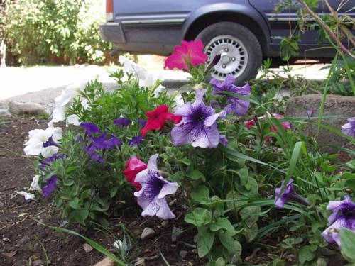 Imagen general del Quillahue Apart Hotel. Foto 21