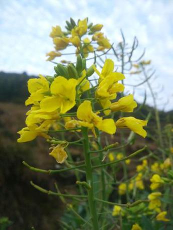 Imagen de la habitación del Qun Ying Inn. Foto 7