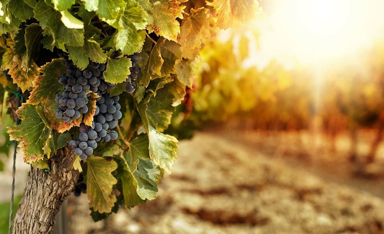 Imagen general del R&eacute;va Vinoandresort. Foto 5