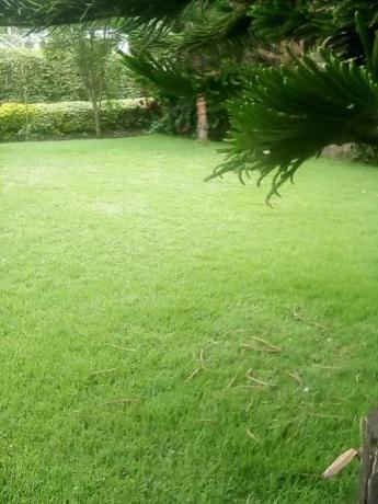 Imagen general del SOFA CAMP NAIVASHA. Foto 7