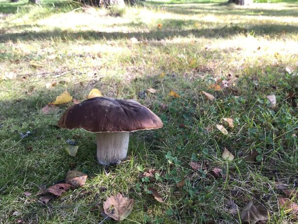 Imagen general del Salonsaaren Lomakylä. Foto 87