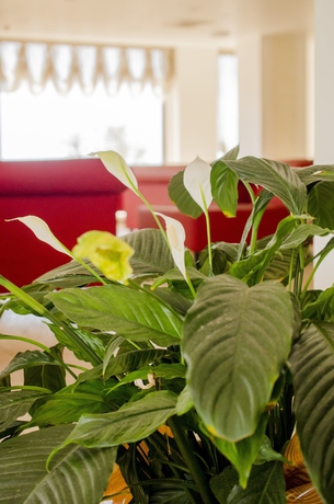 Imagen de los interiores del San Domenico Family Hotel. Foto 12