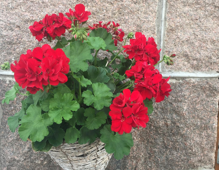 Imagen general del Sm&ouml;gens G&auml;sthem. Foto 11