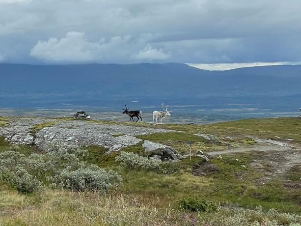 Imagen general del Storliens Fj&auml;llyor. Foto 15