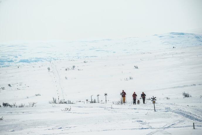 Imagen general del Storliens Fj&auml;llyor. Foto 38