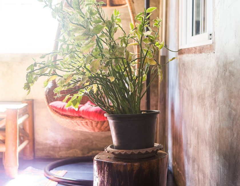 Imagen general del Sweet Life Community Guesthouse. Foto 13