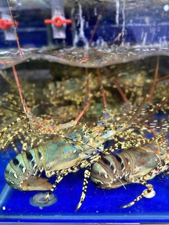 Imagen general del T&acirc;n Tiến Hotel. Foto 3