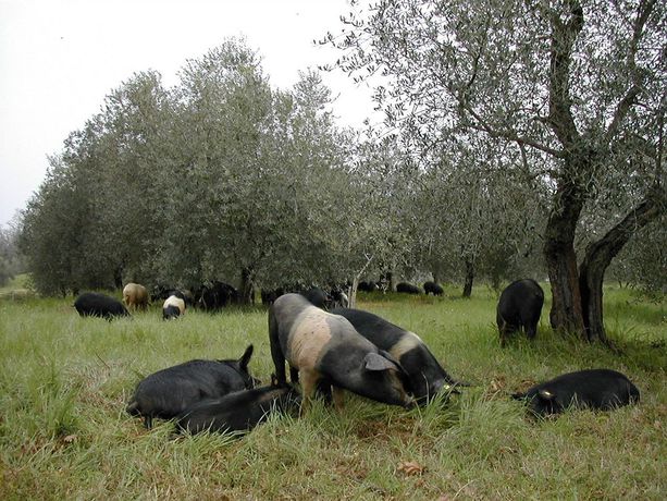 Imagen de los exteriores del Tenuta Di Mensanello. Foto 15