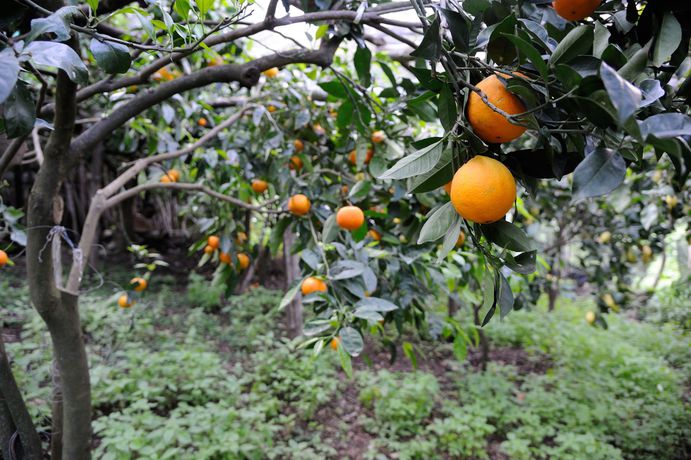 Imagen de los exteriores del Tenuta Mamma Carmela. Foto 18