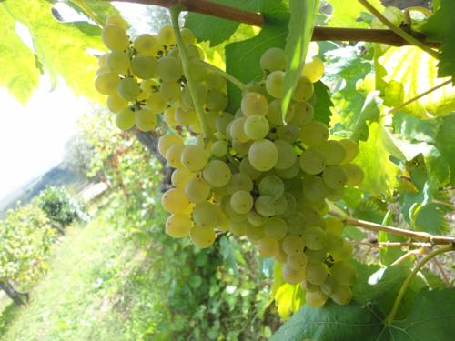 Imagen de la habitación del Tenuta Montelaura. Foto 6