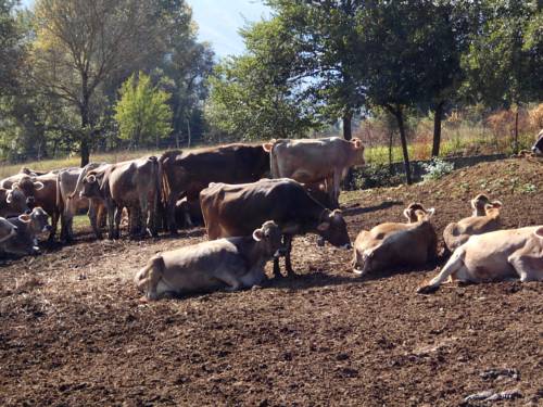 Imagen de la habitación del Tenuta Montelaura. Foto 9