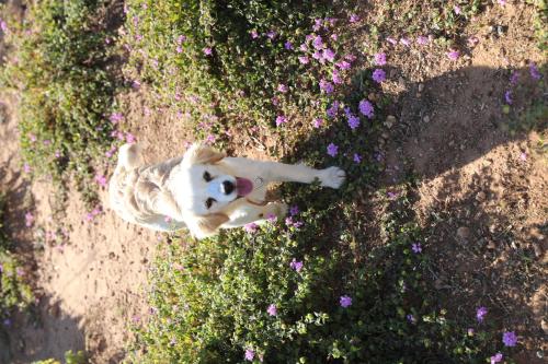 Imagen general del The Windmill Resort. Foto 5