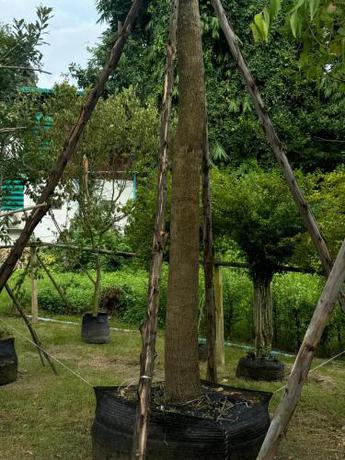 Imagen general del The wishes สมหวัง รีสอร์ท. Foto 2