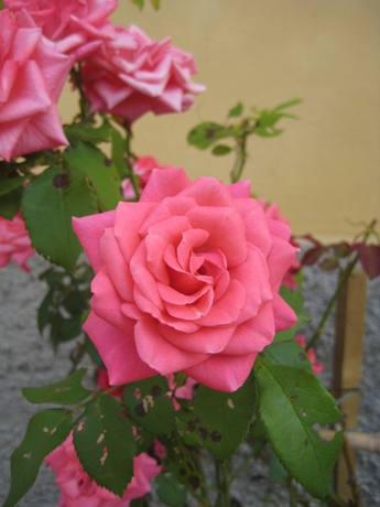 Imagen de los exteriores del Villa Guarnaschelli. Foto 13