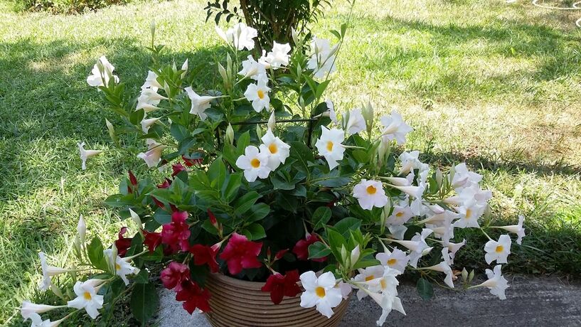 Imagen general del Villa Iris. Foto 2