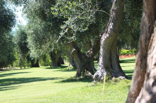 Imagen general del Villaggio Uliveto. Foto 2