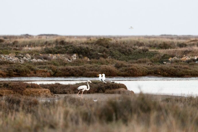 Imagen general del Vvf Narbonne-plage Saint-pierre-la-mer. Foto 5
