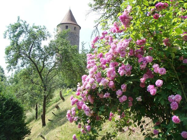 Imagen general del Weingut G&auml;stehaus Weigand. Foto 18