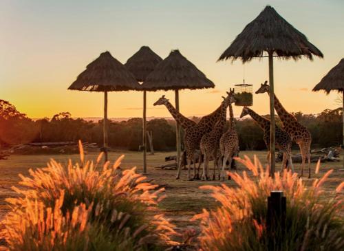 Imagen general del Western Plains Tourist Park - Dubbo. Foto 2