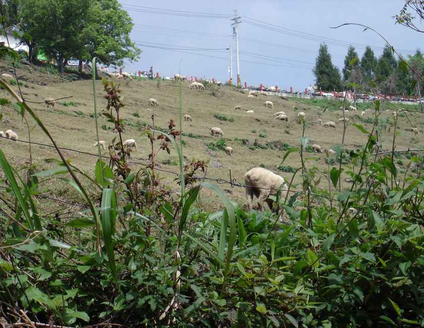 Imagen general del Winlu Vacation Farm. Foto 12