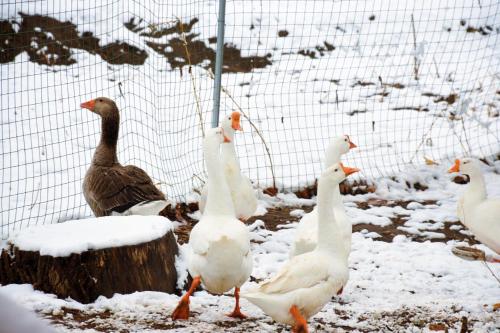 Imagen general del Yan Chun Xiang Farm Stay. Foto 6